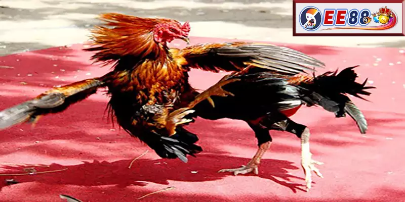 Cách chăm sóc 33 Loại Gà Thần Kê