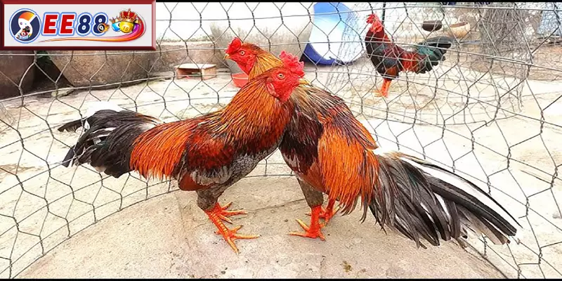 Câu hỏi thường gặp về 33 Loại Gà Thần Kê