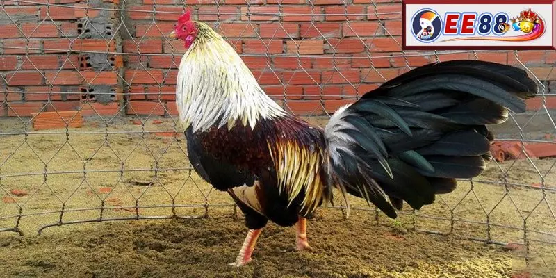 Các bước thực hiện cách băng cựa gà an toàn cùng EE88