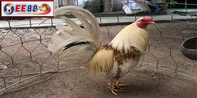 Câu hỏi thường gặp về cách băng cựa gà