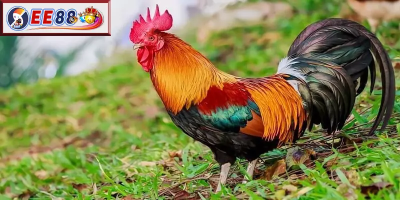 Quy Trình Xác Định Chạng Gà Trong Đá Gà