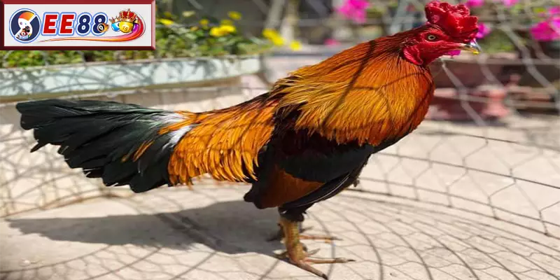Câu hỏi thường gặp về Chợ Tốt Gà Đá Bến Tre