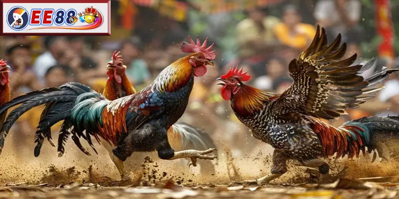 Câu Hỏi Thường Gặp Về Việc Có Nên Cho Gà Chọi Uống Nước Đường
