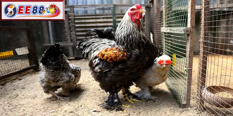 Cách chăm sóc Gà Brahma để đạt phong độ tốt nhất