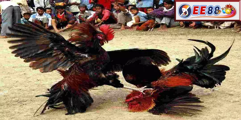 Câu Hỏi Thường Gặp Về Gà Đá Ăn 8 Là Gì
