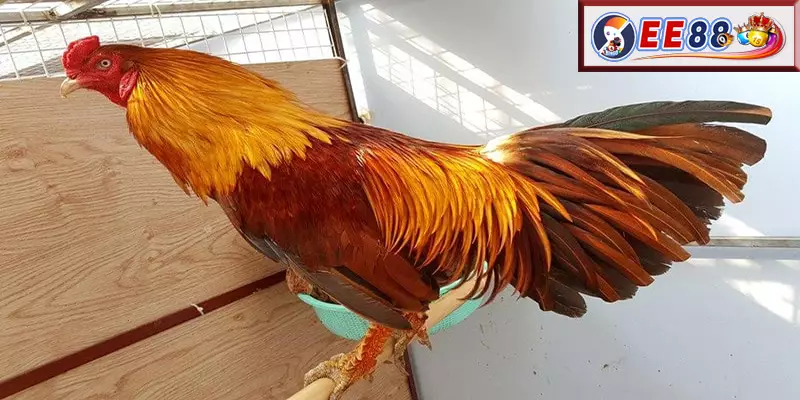 Tham gia cá cược Gà Khét tại EE88