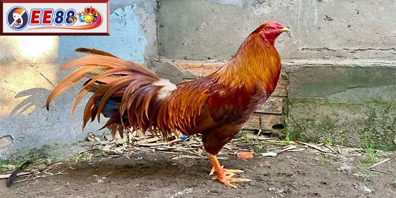 Mẹo cá cược Gà Khét để tối ưu hóa chiến thắng