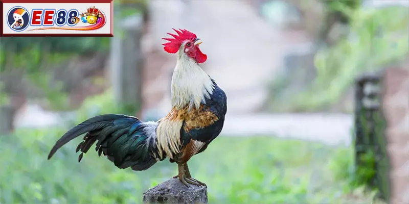 Bí Quyết Nuôi Dưỡng Và Huấn Luyện Gà Lương Phượng