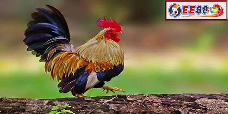 Câu Hỏi Thường Gặp Về Gà Lương Phượng