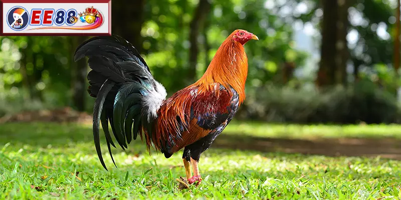 Hướng dẫn tham gia cá cược Gà Mỹ Rặc tại EE88
