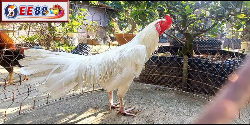 Đôi điểm sơ bộ về giống Gà Nhạn