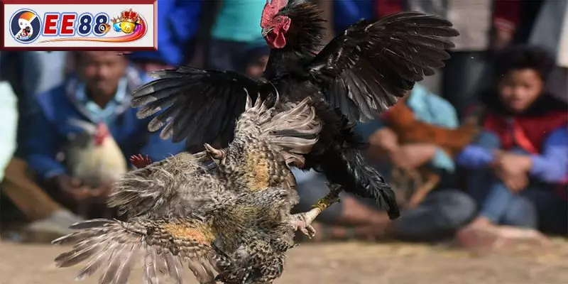 Cách Áp Dụng Luật Chấp Trong Gà Đá Tại EE88