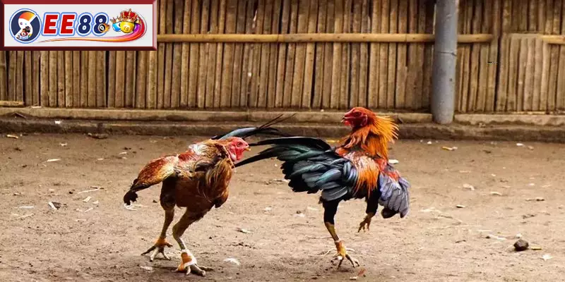 Câu Hỏi Thường Gặp Về Luật Chấp Trong Gà Đá