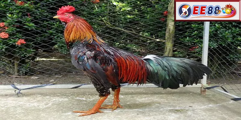 Câu hỏi thường gặp về Trại Gà Đá và EE88