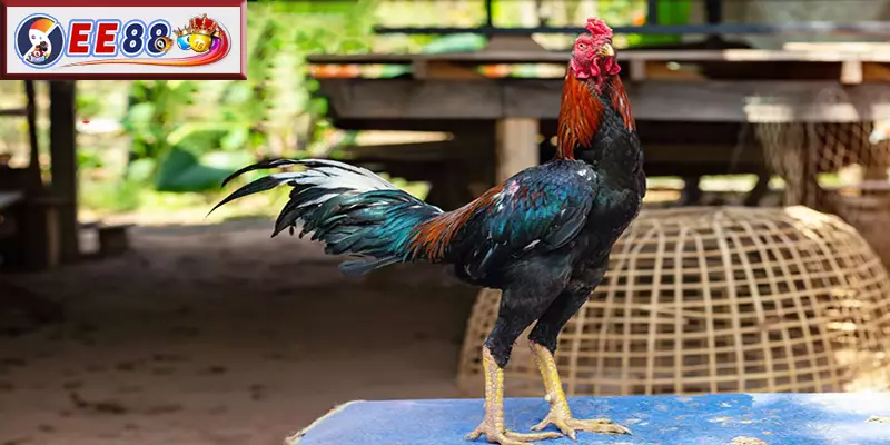 Các yếu tố chính khi xem tướng gà đá cựa sắt