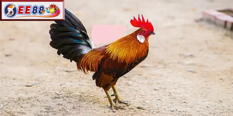 Câu hỏi thường gặp về xem tướng gà đá cựa sắt